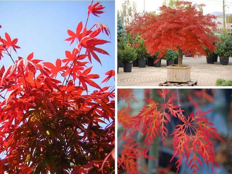 különleges növénykínálatunk japán juhar vörös lombszín