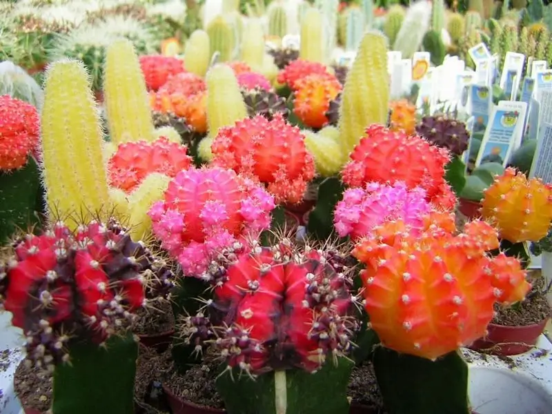 színes, oltott kaktuszok