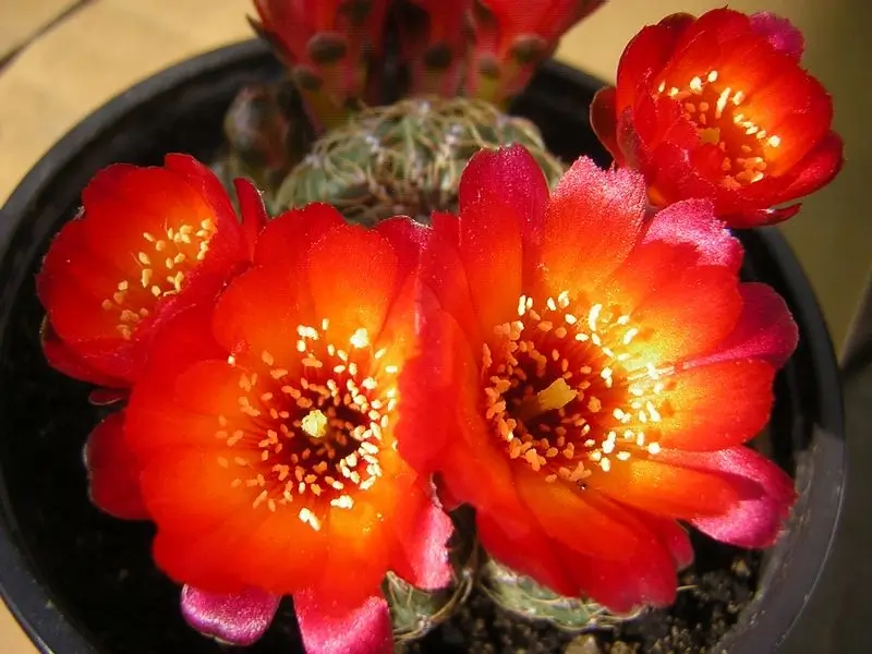 szép virágzó kaktusz New Garden kertészet