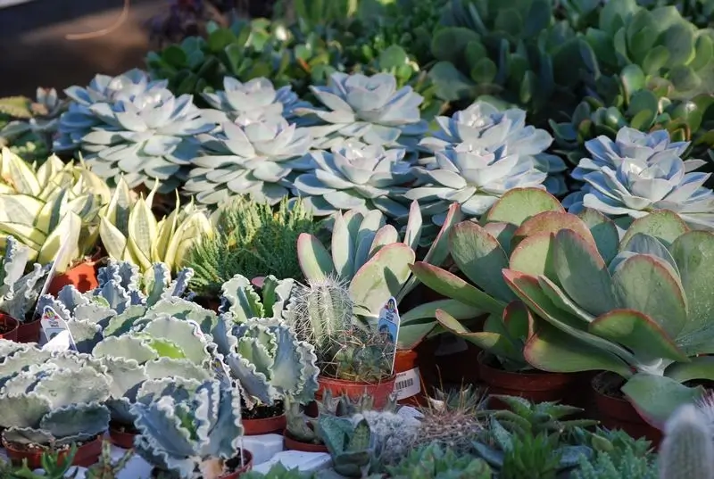kaktuszok és pozsgás növények vegyesen