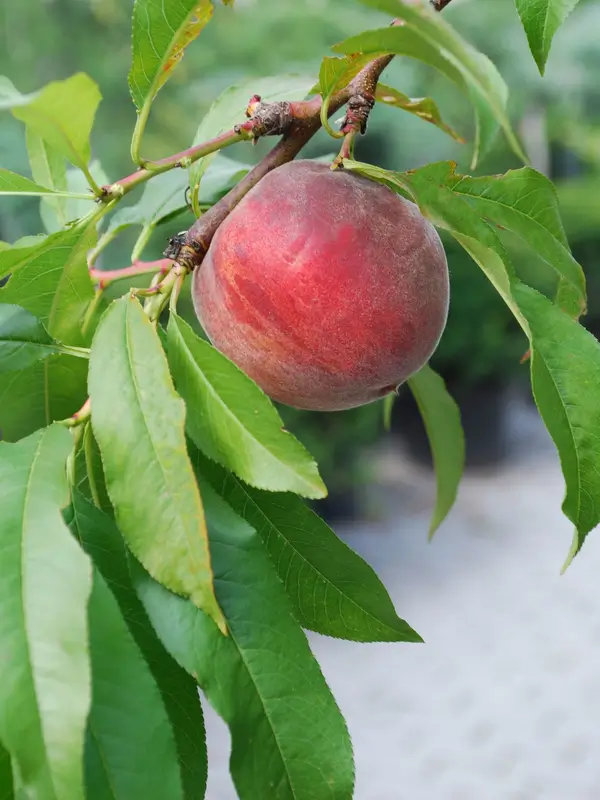 koros konténeres gyümölcsfák: őszibarack
