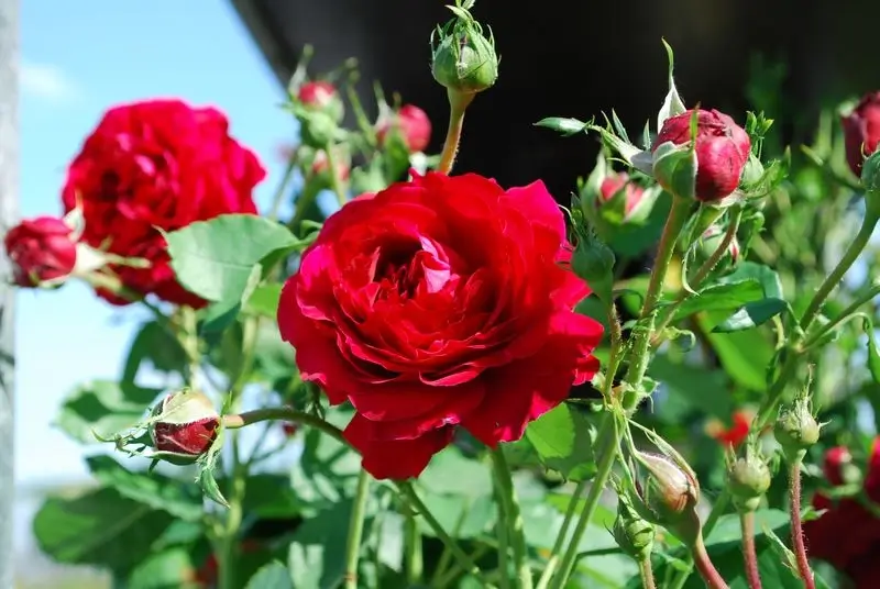 floribunda rózsa piros