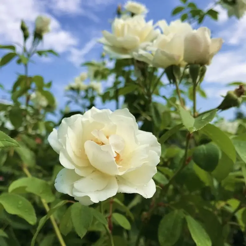 fehér rózsavirág