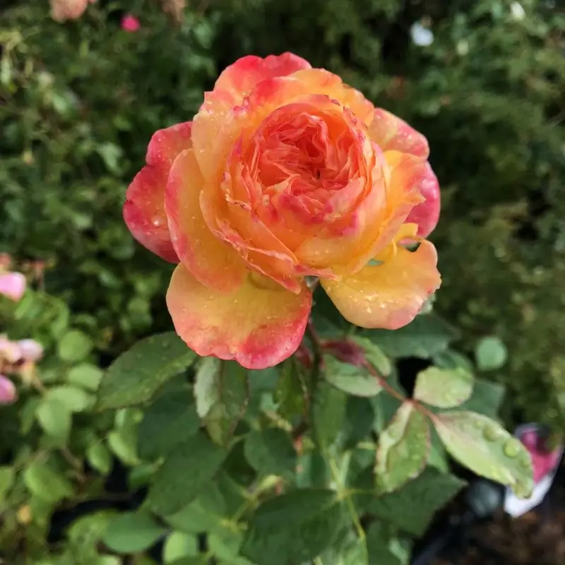 sárga-rózsaszín rózsa virága