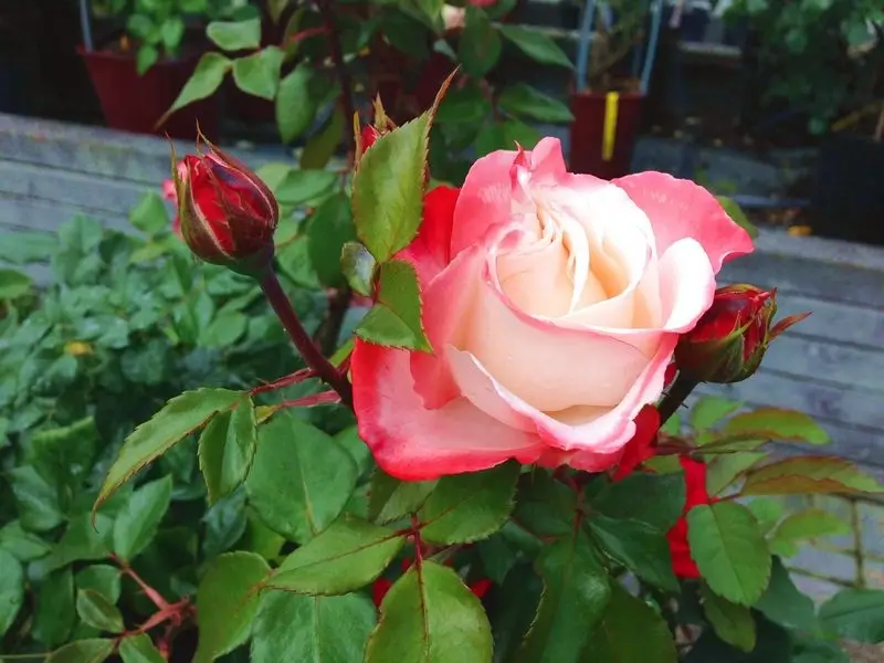 különleges rózsa, New Garden kertészet