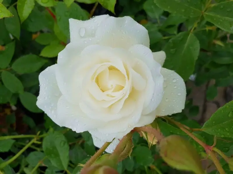 fehér rózsa, New Garden
