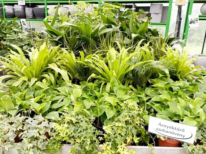 árnyéktűrő szobanövények vegyesen növényasztalon