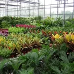 levelükkel díszítő szobanövények üvegházban