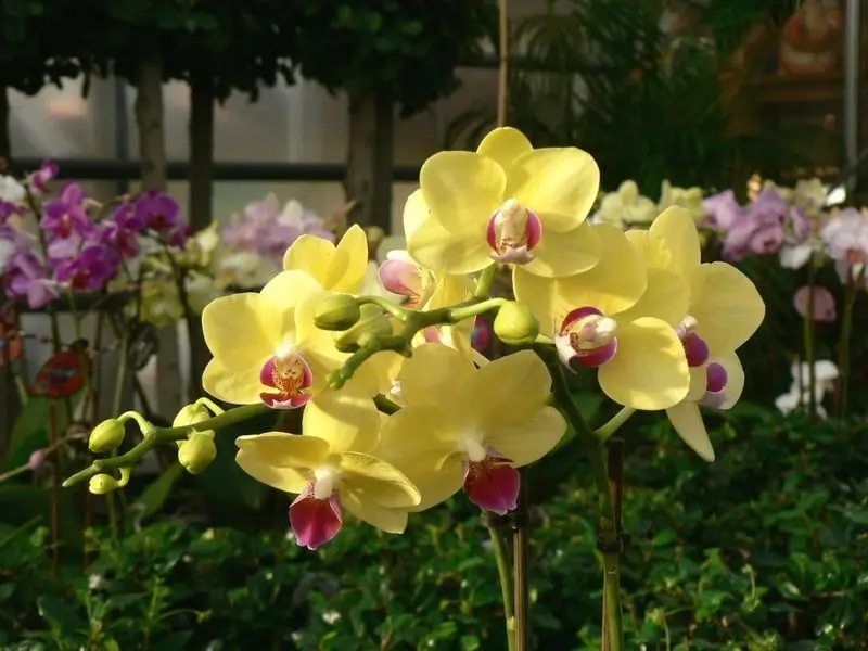 sárga orchidea virágok