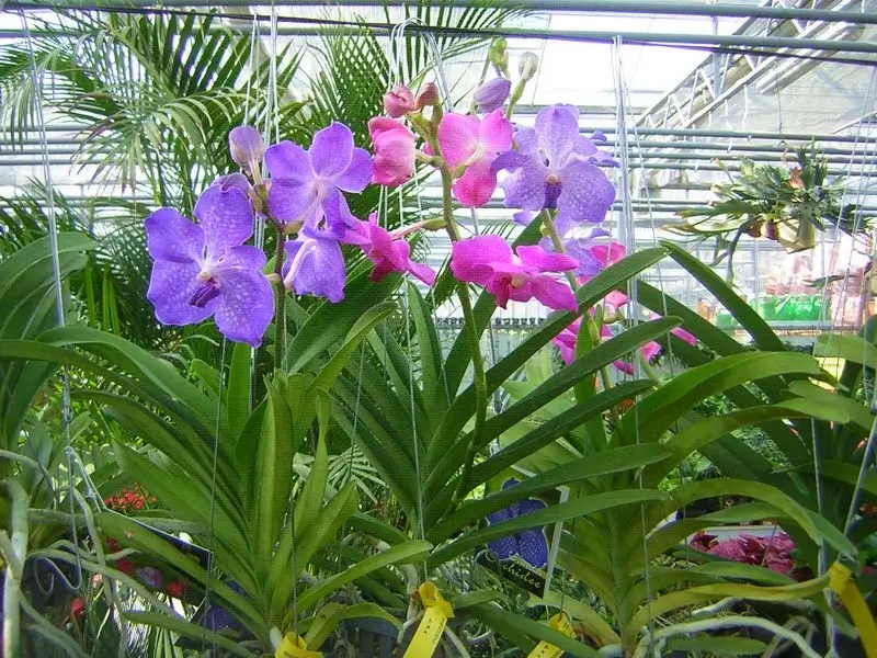 Vanda orchidea kék és rózsaszín virágszínben