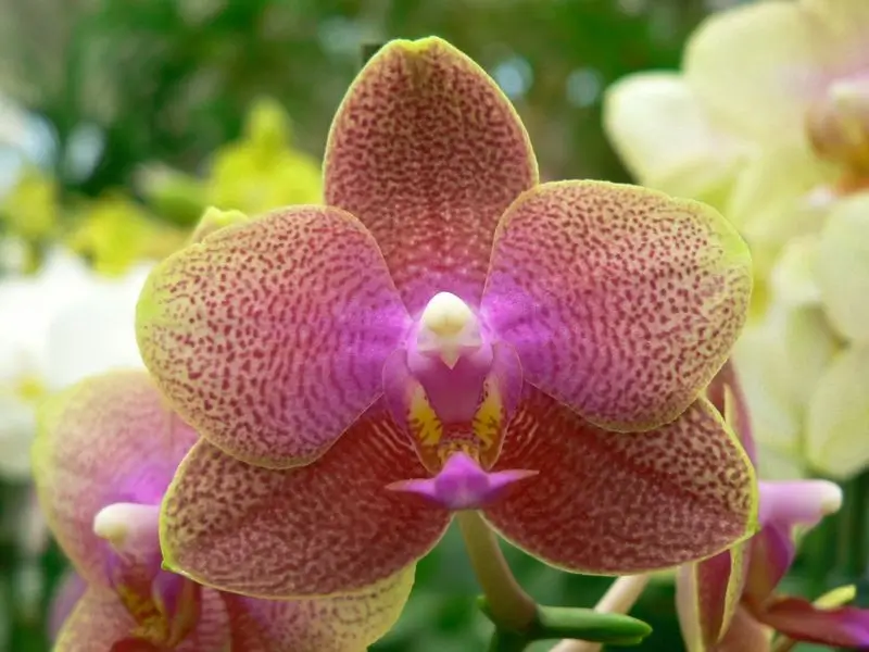 pillangó-orchidea, extra színben