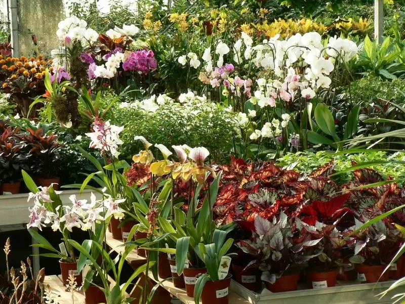 eladó cserepes virágzó orchidea fajok