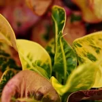 színes levelű szobanövények, kroton