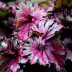 színes levelű begónia szobanövény