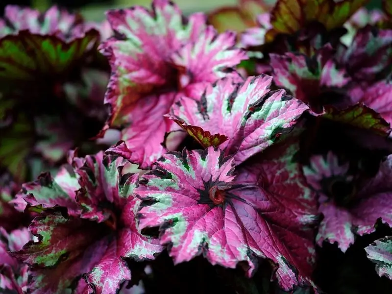 színes levelű begónia szobanövény