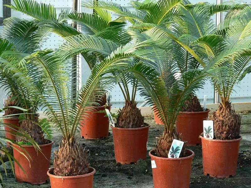 Cycas revoluta, cikász pálma, nagy méretű szobanövény