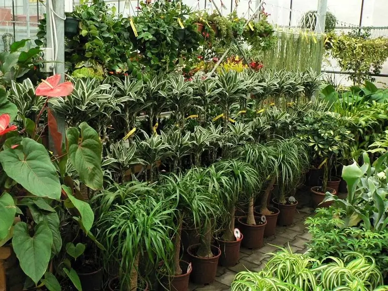 szobanövények, nagy méretű szobanövények, vegyesen, a New Garden kertészetben
