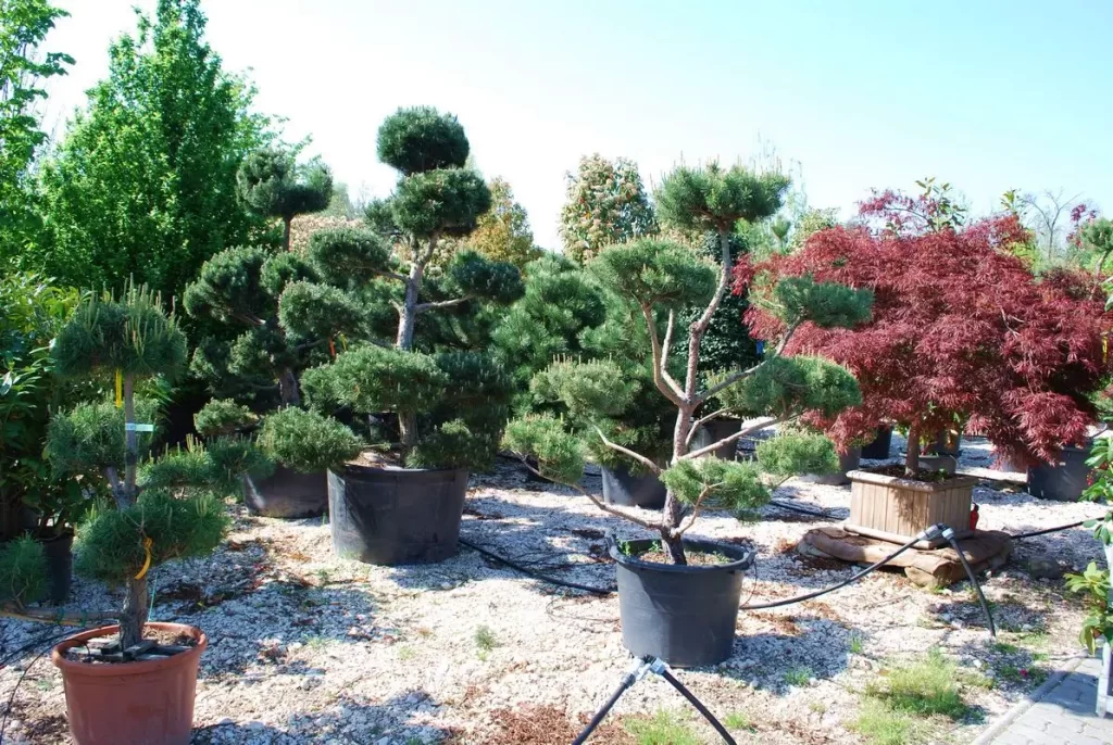 kerti bonsai-ok a kertészetben