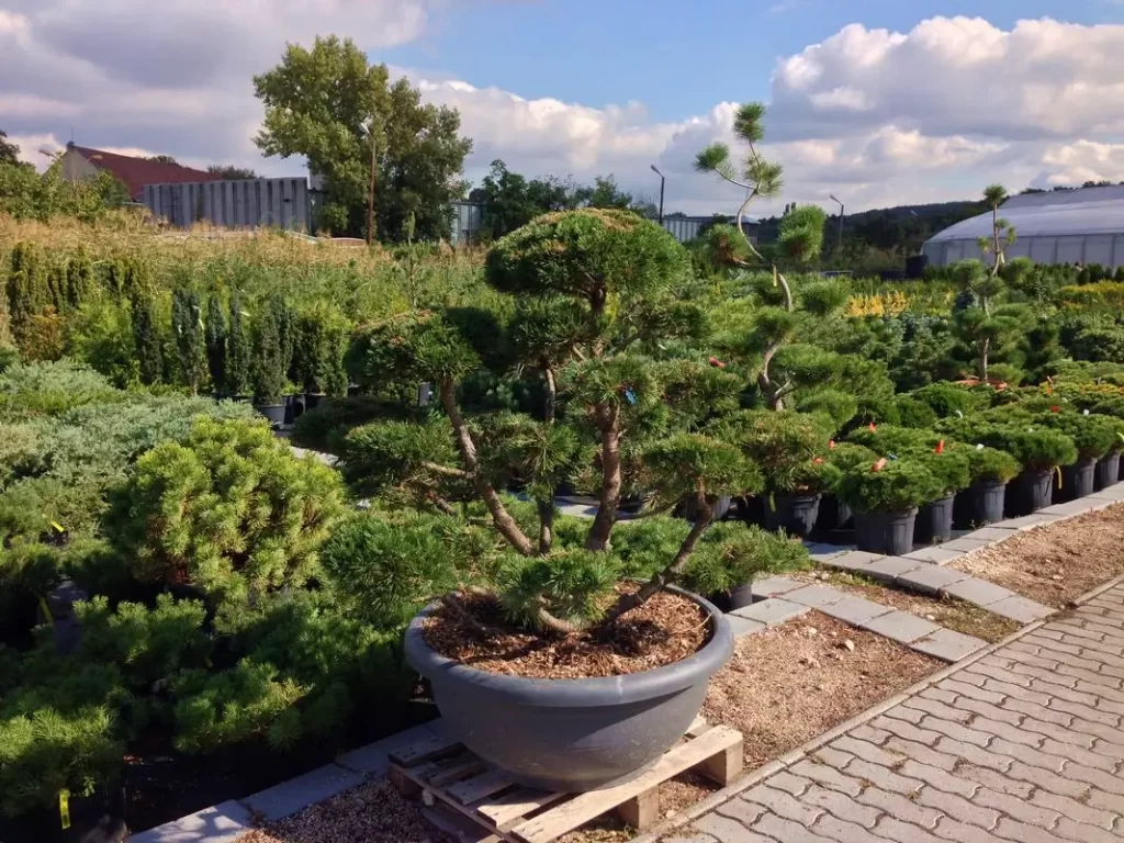 kerti bonsai, new garden