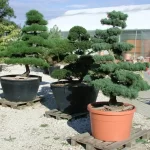 kerti bonsai, new garden buda kertészet