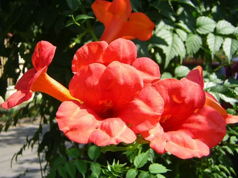 Campsis radivans, narancssárga virága