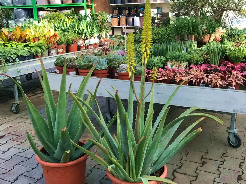 Virágzó Aloe vera a kertészetben