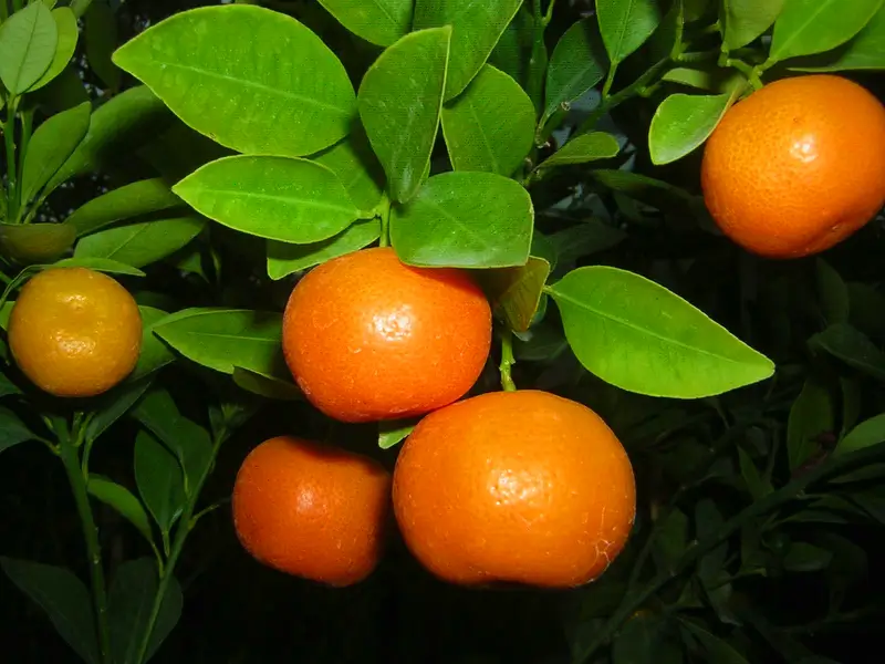 mandarinfa a kertészetben