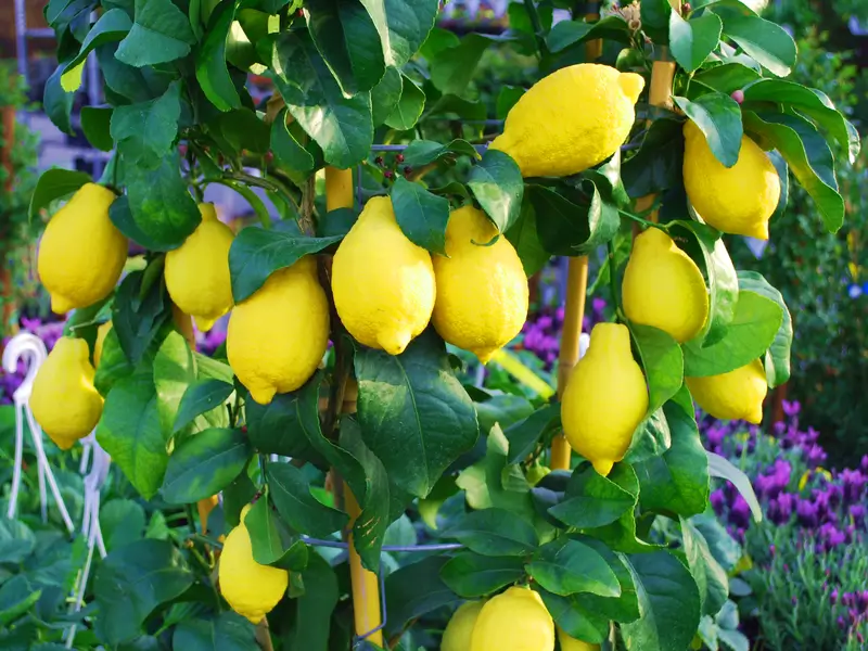termő citromfa