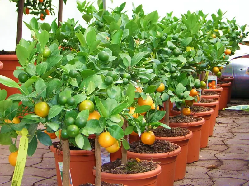 termő citrusok eladóak a kertészetben