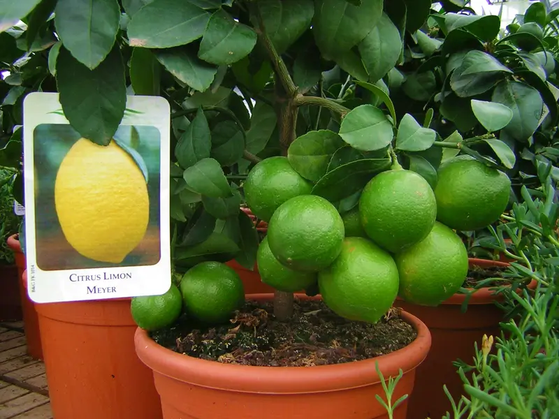 mediterrán növények, citrusok, New Garden, Lime, zöld citrom
