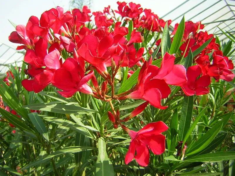 mediterrán növények, piros leander