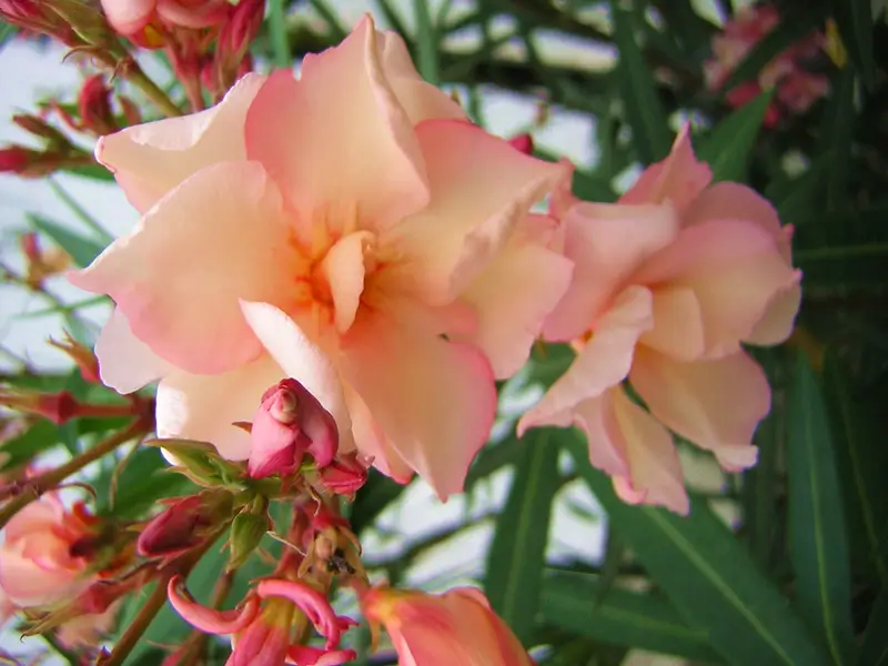mediterrán növények, rózsaszín teltvirágú leander