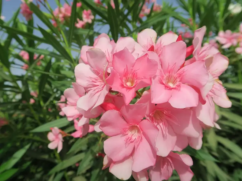 rózsaszín leander a kertészetben