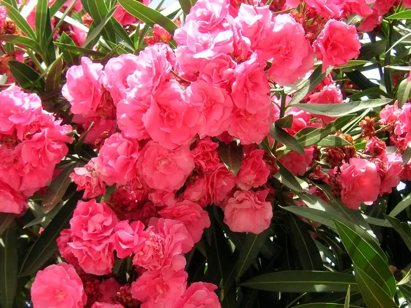 mediterrán növények, rózsaszín teltvirágú leander eladó