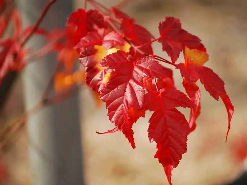 Tatárjuhar piros levelei