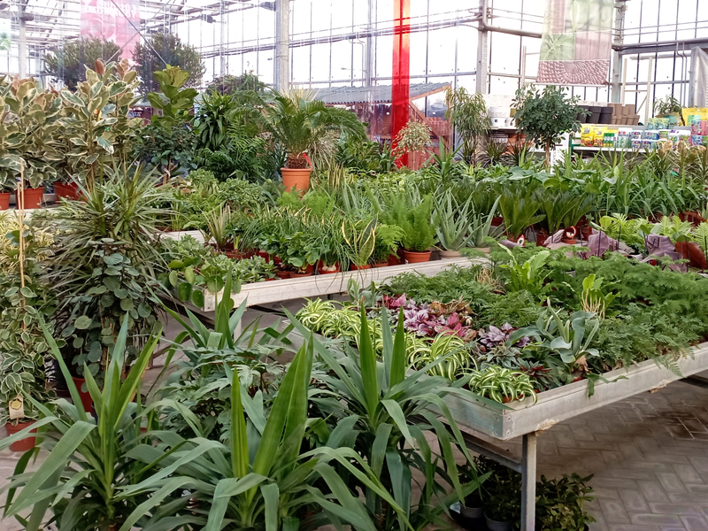 New garden Bécsi út kertészet, szobanövények