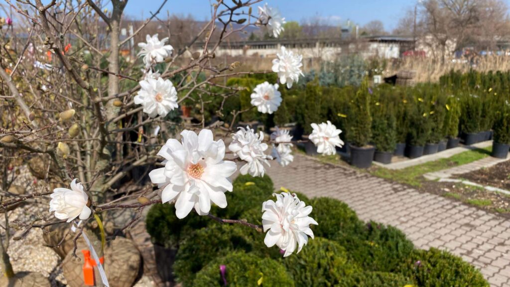 New Garden kertészet 2024 tavasz, virágzó díszcserje