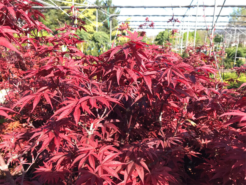 Acer palmatum, japánjuhar