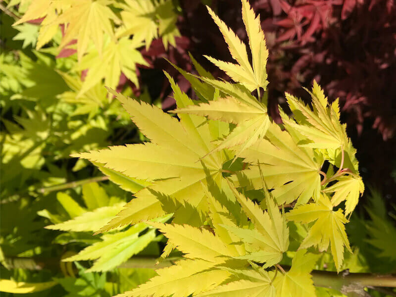 Acer palmatum Summergold