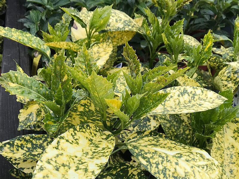 Aucuba japonica, japán babérsom
