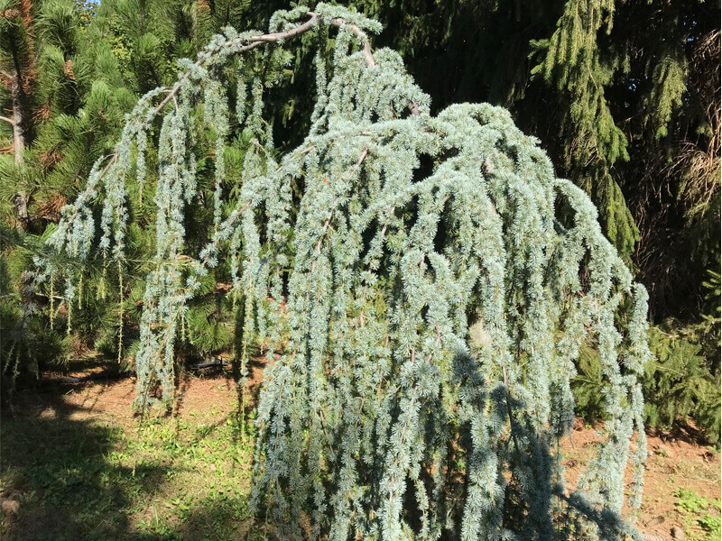 Cedrus atlantica glauca pendula, atlaszcédrus