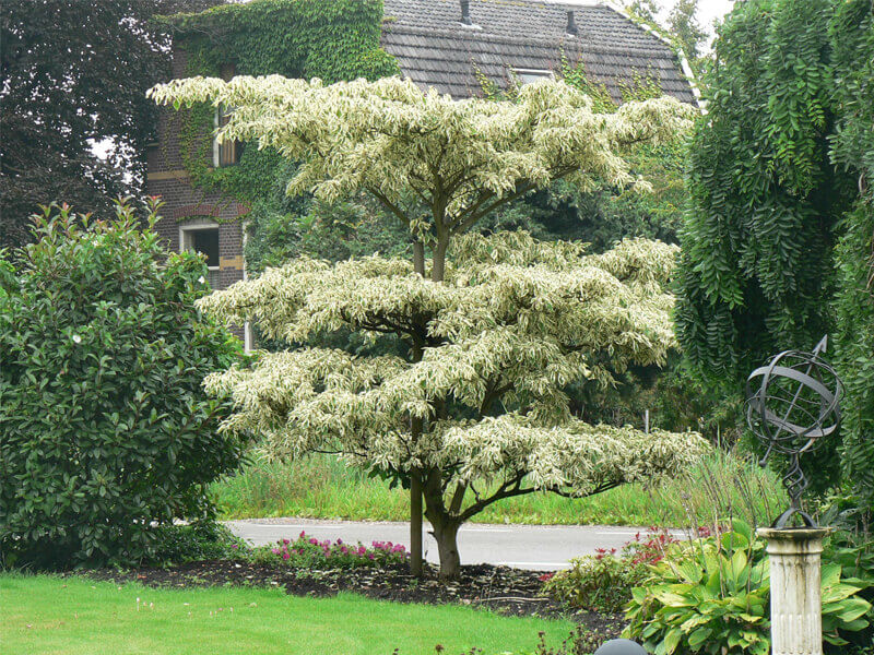 Cornus controversa Variegata