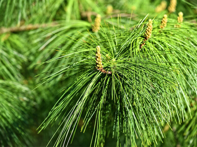 Pinus fajok, fenyő tűlevél