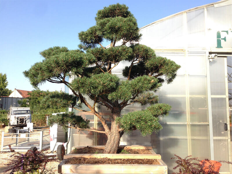 Pinus sylvestris bonsai, erdeifenyő, New Garden kertészetben