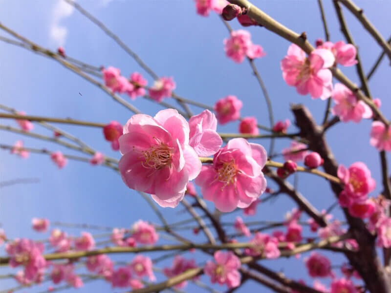 Prunus mume 'Pendula'