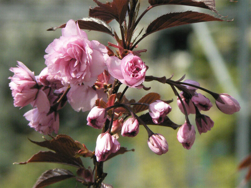 Prunus serrulata 'Royal Burgundy'