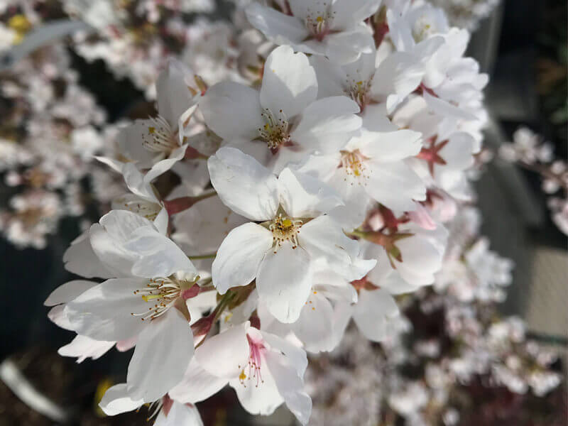Prunus yedoensis, jedói díszcseresznye virág
