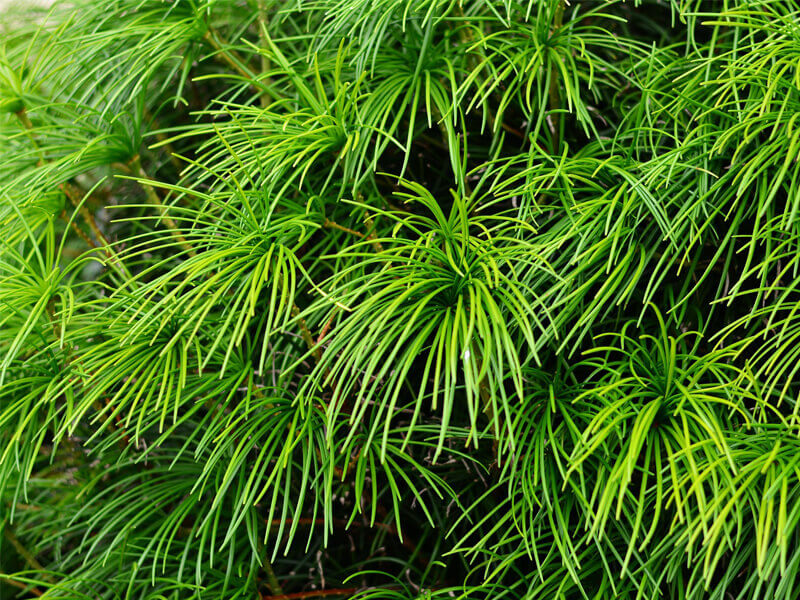 Sciadopytis verticillata, japán ernyőfenyő
